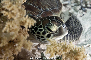Baby green turtle taken behind Yolanda Reef. by Stephan Kerkhofs 